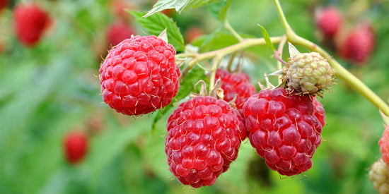 RED RASPBERRY SEED OIL