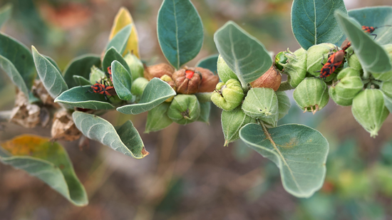ASHWAGANDHA ROOT