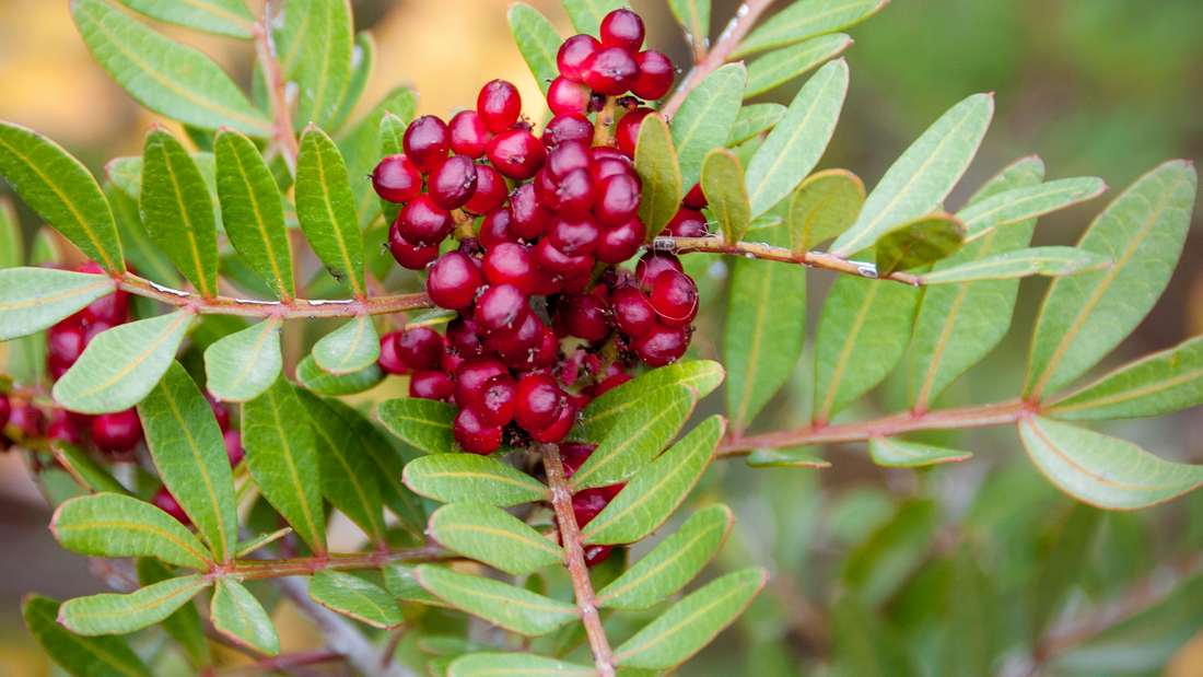 MAQUI BERRY SEED OIL
