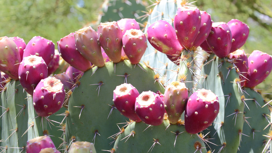 PRICKLY PEAR SEED OIL